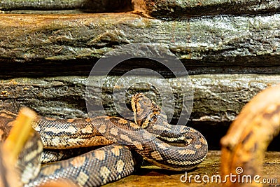 The royal python, ball python, python regius snake Stock Photo