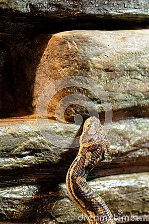 The royal python, ball python, python regius snake Stock Photo
