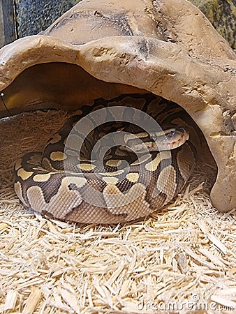 The royal python looks up close-up. Reptile in the terrarium. Stock Photo