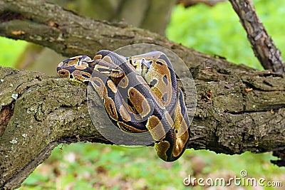 The Royal python Python regius, also called the ball python lying twisted on a dry branch with a green background.Small African Stock Photo