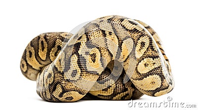 Royal python, python regius, rolled Stock Photo