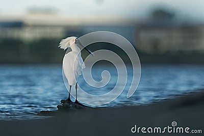 Royal spoonbill - Platalea regia - kotuku on the seaside with waves, sand Stock Photo