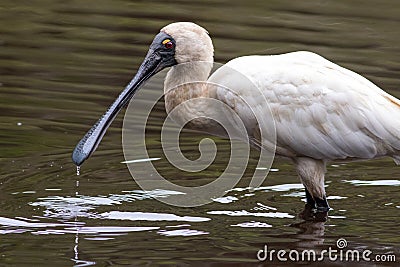 Royal spoonbill (Platalea regia) Stock Photo