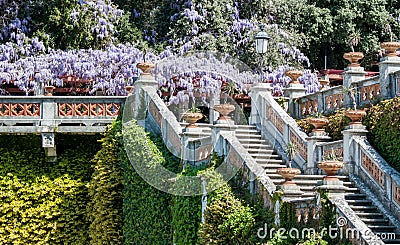 Royal staircase in castle blooming wisteria Stock Photo