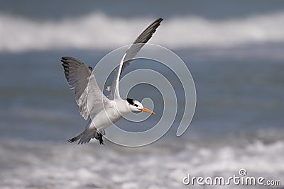 Royal Tern preparing to land on a Gulf of Mexico beach - Florida Stock Photo