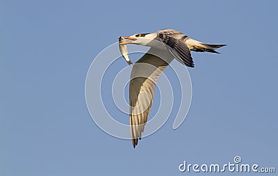 Royal tern (Sterna maxima) flying with a fish Stock Photo