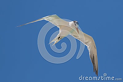 Royal tern Thalasseus maximus bird in flight Stock Photo
