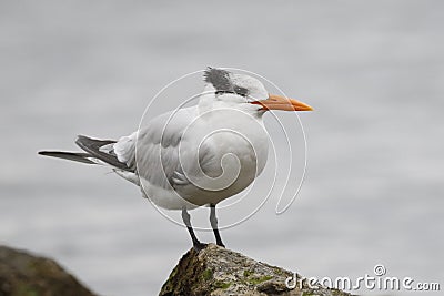 Royal Tern in winter plumage - Florida Stock Photo