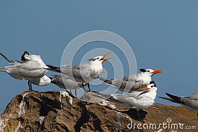 Royal terns Stock Photo