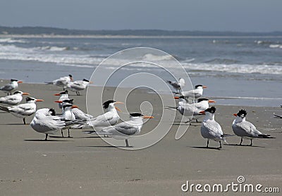 Royal Terns on Beach Stock Photo