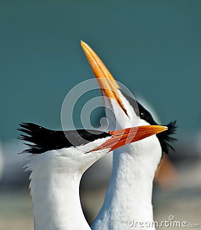 Royal terns displaying mating behaviors. Stock Photo