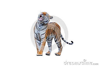 Royal tiger P. t. corbetti isolated on white background clipping path included Stock Photo