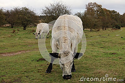 British White cattle - Roydon Common Stock Photo