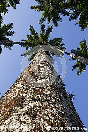 Roystonea Oleracea - Real Palm - Plants Stock Photo