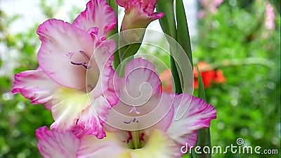 Roze met donkere de bloemengladiolen van grenzengladioli stock video Roze met donkere de bloemengladiolen van grenzengladioli stock video