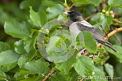 Roze Spreeuw, Rosy Starling, Sturnus roseus Stock Photo