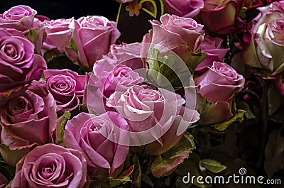 Bouquet of gorgeous lilac-crimson buds of large half-open roses on a dark background Stock Photo