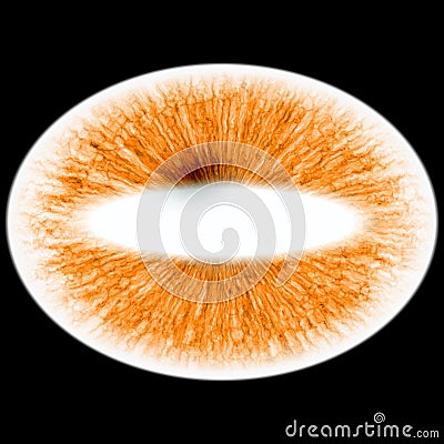 RTG photo of animal eye with slim pupil and bright retina. Structure of rich bloody iris Stock Photo