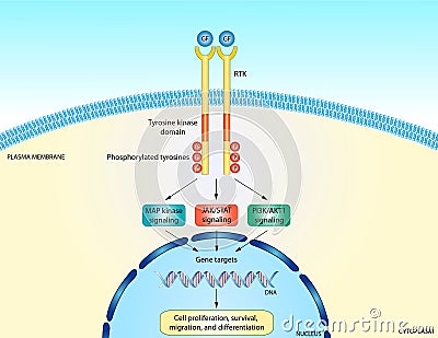 RTK signaling pathway Stock Photo