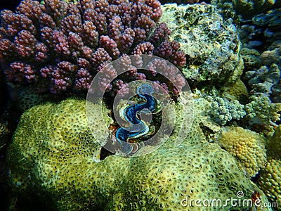 Rubber coral, rubbery zoanthid, encrusting zoanthid, Palythoa tuberculosa, and cauliflower coral Pocillopora verrucosa Stock Photo