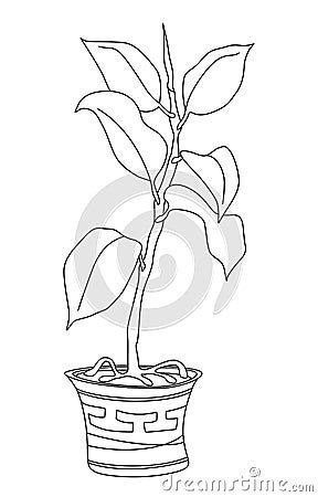 Rubber ficus in a pot with Greek ornament. Illustration Stock Photo