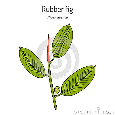 Rubber fig Ficus elastica , ornamental house plant Vector Illustration