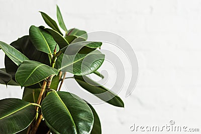 Rubber fig Ficus elastica plant with green leaves Stock Photo