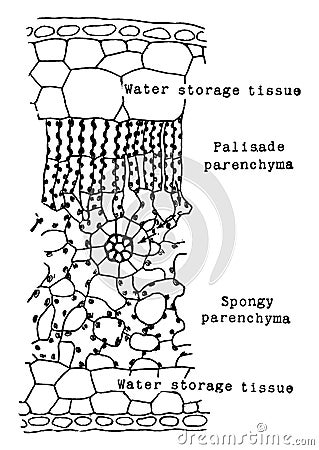 Rubber Leaf Cells vintage illustration Vector Illustration