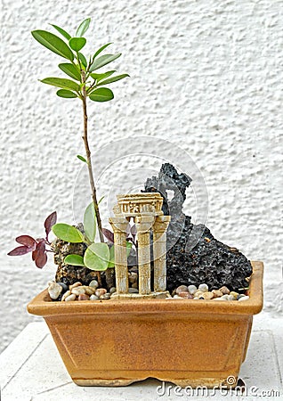 Rubber plant Bonsai Stock Photo