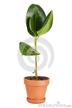 Rubber plant in a pot Stock Photo
