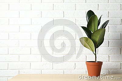 Rubber plant in pot on table near brick wall. Home decor Stock Photo