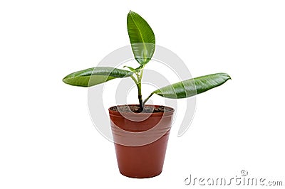 Rubber plant on white Stock Photo