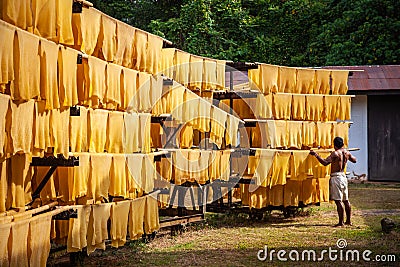 Rubber production, Baking process timber with solar energy Editorial Stock Photo