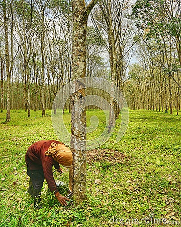 Rubber sap tapper Stock Photo