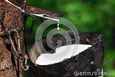 Rubber Tree Stock Photo