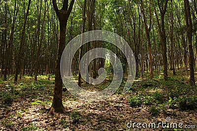 Rubber tree forest in Koh Jum, Thailand Stock Photo