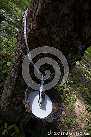 Rubber tree plantation and collect of rubber, Thailand Stock Photo