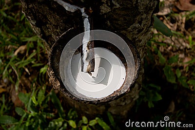 Rubber tree plantation and collect of rubber, Thailand Stock Photo