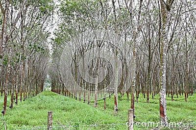 Rubber tree plantation Stock Photo
