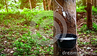 Rubber tree plantation. Rubber tapping in rubber tree garden in Thailand. Natural latex extracted from para rubber plant. Latex Stock Photo
