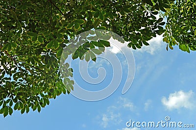 Rubber tree shade background Stock Photo