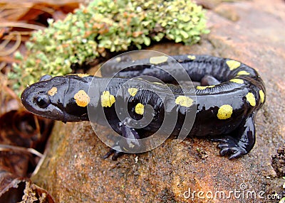 The rubbery looking Spotted Salamander Stock Photo