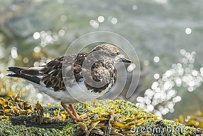 Rubby turnstone wading bird Stock Photo