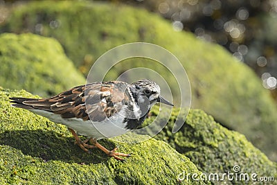 Rubby turnstone wading bird Stock Photo