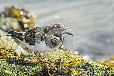 Rubby turnstone wading bird Stock Photo