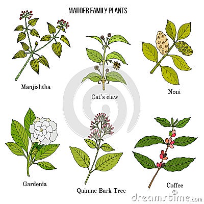 Rubiaceae or coffee, madder, or bedstraw family of flowering plants. Cartoon Illustration