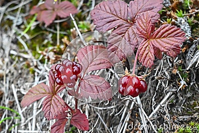 Rubus arcticus or arctic raspberries Stock Photo