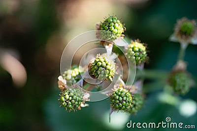 Rubus Blackberry plant Stock Photo