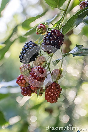 Rubus fruticosus big and tasty garden blackberries, black ripened fruits berries on branches Stock Photo