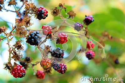 Rubus fruticosus blackberry in various ripening stages Stock Photo